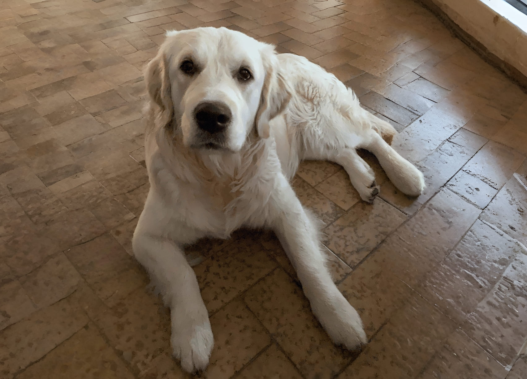 L'accueil du chien Durée minimum 1h00 - 50€